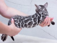 Silver bengal kittens WCF pedigree Ozyfelines