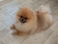 Pomeranian boo köpeği