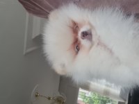 Show kalite pomeranian boo
