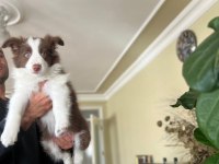 Son iki dişi şecereli Border Collie yavrular hızlı olana