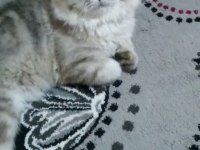Damızlık maviş british longhair oğlum