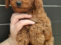 Toypoodle Yavrularımız 