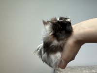 SÜTTEN KESİLEN GİNEPİGLER
