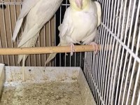 PF lutino sultan çift