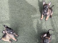 Kaliteli İş Köpekleri Belçika Kurtlarımın Yavruları