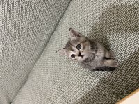 5 haftalık british shorthair yavrularıma yuva arıyorum