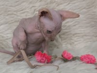 Kediler Naked Beauty Sphynx Cattery