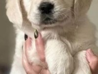 Harika golden retriever bebekler