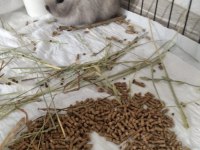 Himalayan cüce bebek tavşanlar