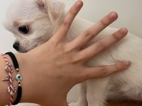 Chihuahua yavrular 4 aylık