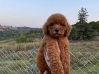 RED BROWN KORE POODLE