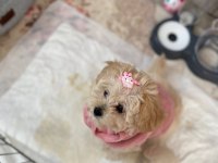 Poodle ayarında yavrular