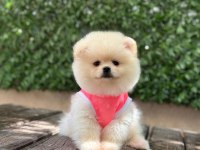 Pomeranian Boo Köpeği