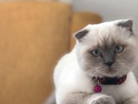 Güzeller güzeli şila british longhair