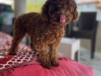 Kore Poodle Erkek