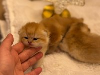 GOLDEN BRİTİSH SHORTHAİR ALTIN BEBEKLER