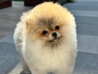 Pomeranian yavrumuz