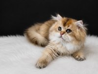 Muhteşem Golden Uzun Tüylü British Longhair Yavrumuz