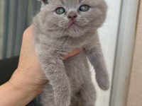 Brıtısh shorthair kedisi Antalya