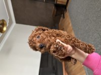 Orijinal kore toy poodle babaya sahip erkek toy poodle bebek