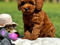 Toy poodle birbirinden tatlı yavrular