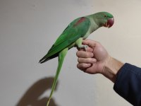 Evcil Alexander (İskender) Papağanı