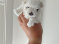 ORJİNAL KORE MALTESE BEBEKLERİMİZ