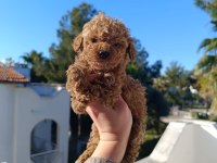 Maltipoo köpeğimiz