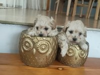 Muhteşem 0 numara maltipoo bebekler
