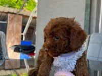 Toy poodle yavru köpeklerimiz