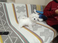 Kore maltese bebekler