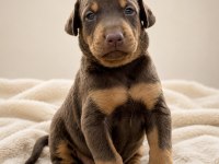 Üst Kalite Doberman Yavrular