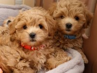 Sevimli Maltipoo Yavru Köpeklerimiz