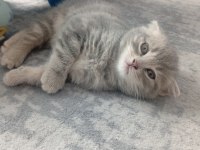 Scottish Fold Kedisi