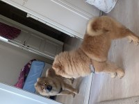 Çin aslanı köpeğimiz