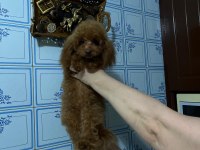 Toy poodle dişi