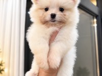 Oyuncak Gibi Pomeranian Boo