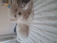 2.5 aylık maltipoo fındık bey