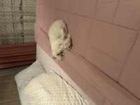 1 yaş scottish fold dişi