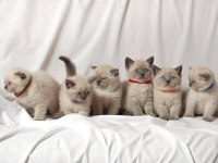 British Shorthair Yavruları