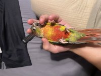 Muhteşem renklerde bileklikli erkek konur papağanı