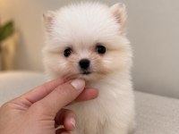MİCRO MİNİ BOY ÜST DÜZEY BİBLO POMERANİAN BOO