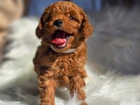 KORE TEACUP POODLE YAVRULARIMIZ