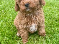 RED BROWN A KALİTE ORJİNAL TOY POODLE YAVRULAR