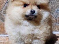 Pomeranian Boo 4.5 aylık erkek gülen surat