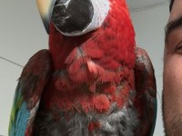 Evcil ele gelen macaw papağanı
