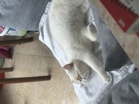 Üst düzey vasıflı İran Kedisi Aşırı uysal