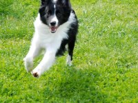 Border Collie Yavrular Black and White