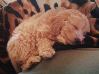 0 numara mini boy mükemmel kalite maltipoo yavru