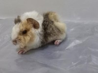 Guinea Pig Yavrular Aynı Gün Set Halinde Teslim Edilir